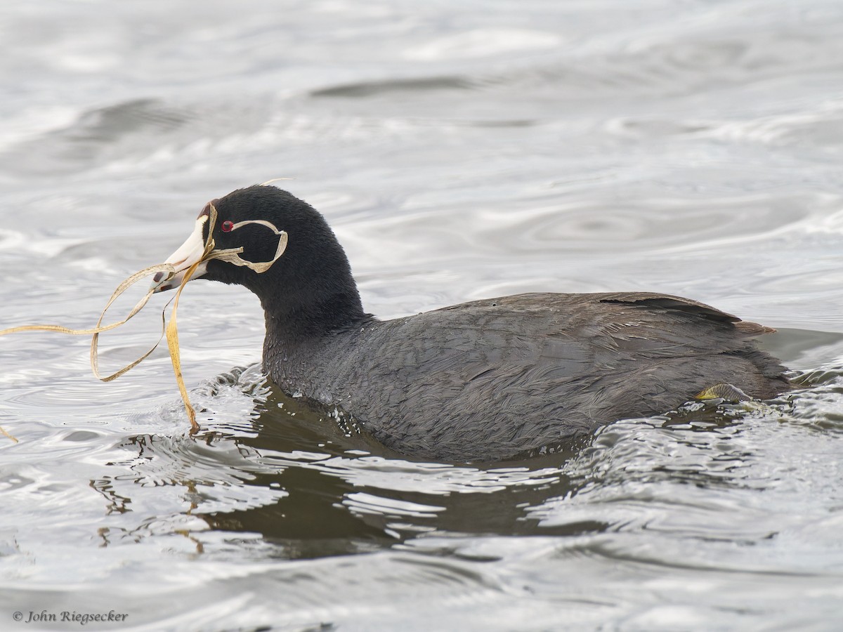 American Coot - ML620133865