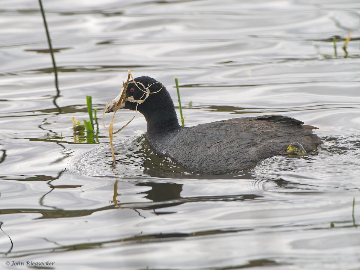 American Coot - ML620133868