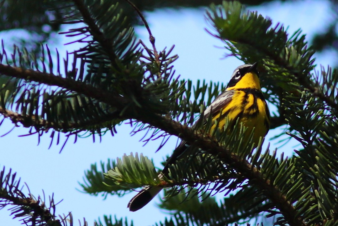 Magnolia Warbler - ML620133869