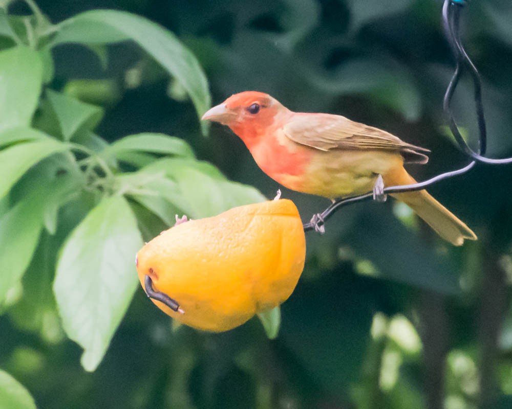 Summer Tanager - ML620133873