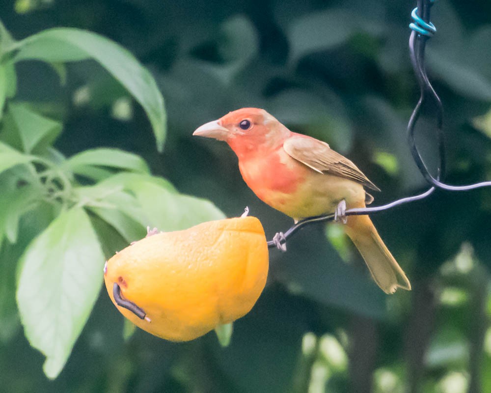 Summer Tanager - ML620133876