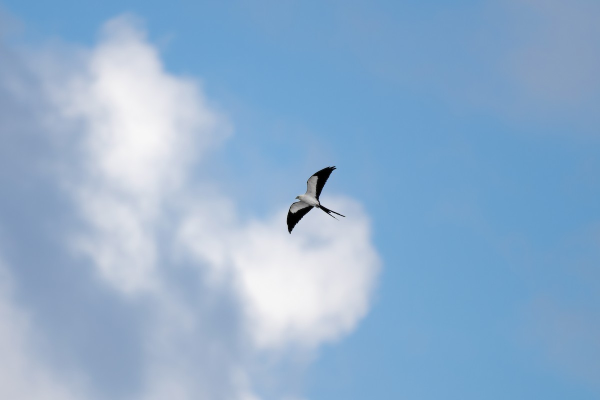 Swallow-tailed Kite - ML620133880
