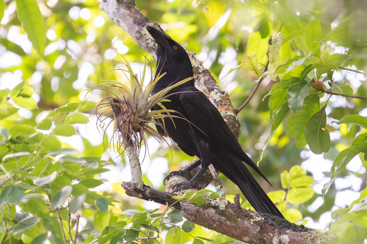 White-necked Crow - ML620133889