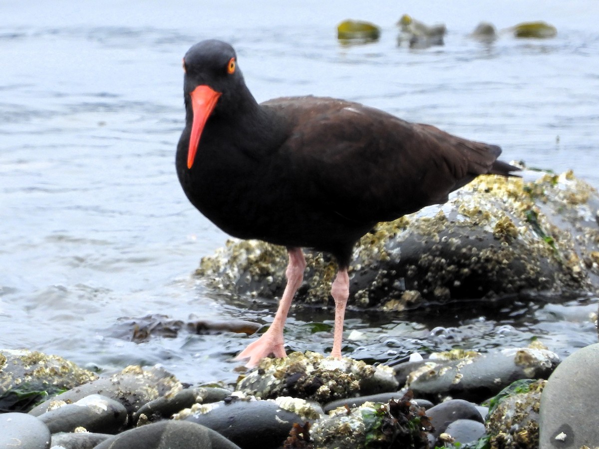 Black Oystercatcher - ML620133904