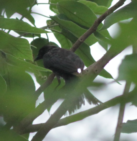 Kül Rengi Drongo - ML620133905