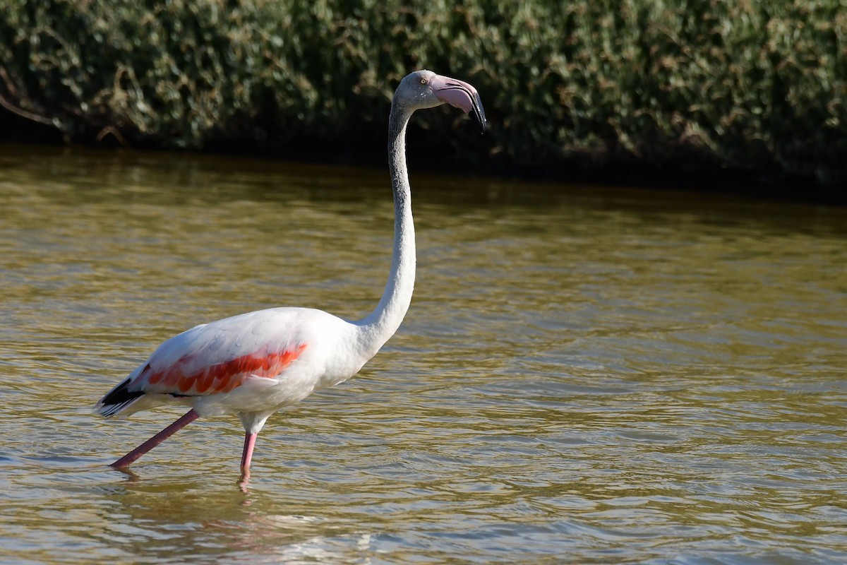 Greater Flamingo - ML620133910