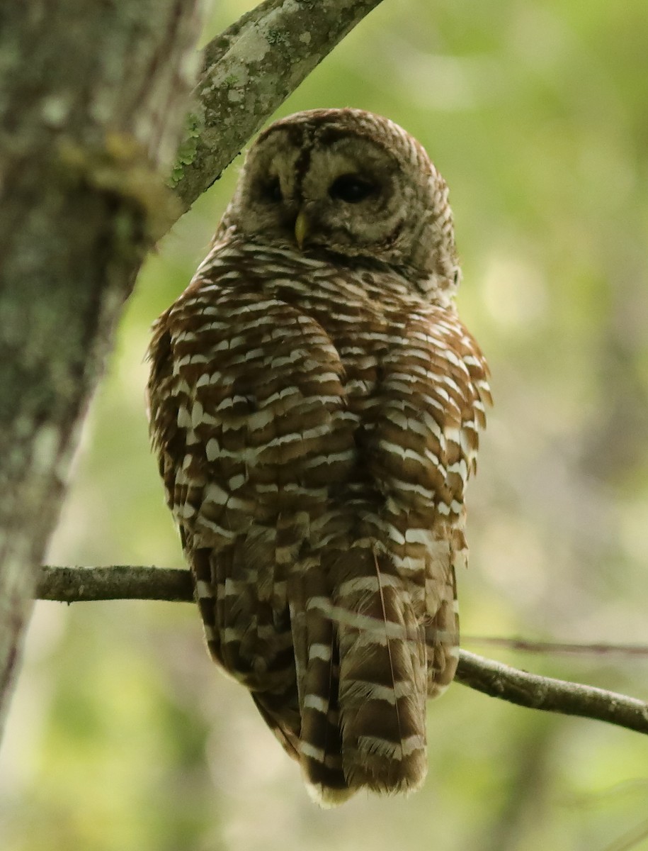 Barred Owl - ML620133914