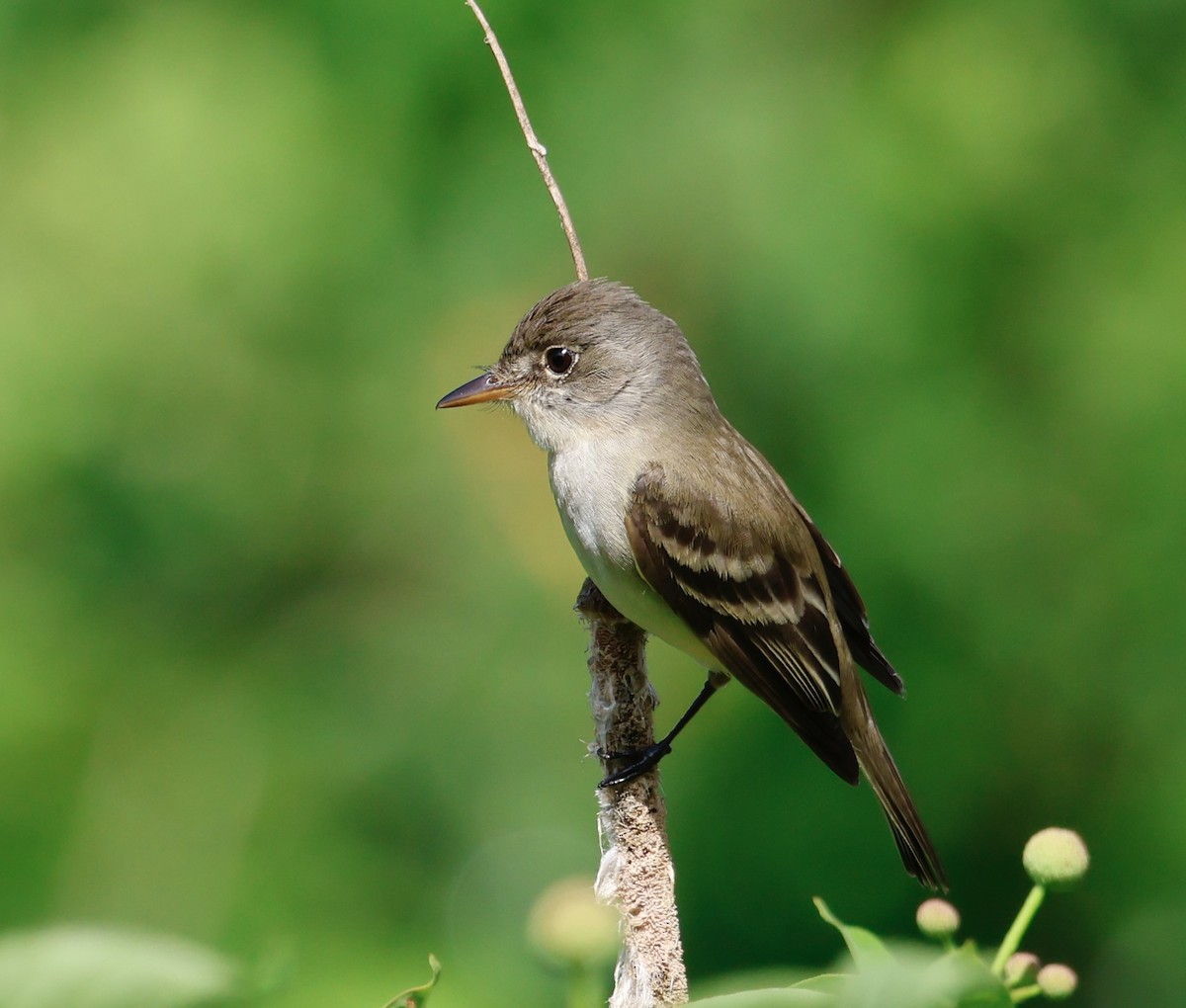 Willow Flycatcher - ML620133918