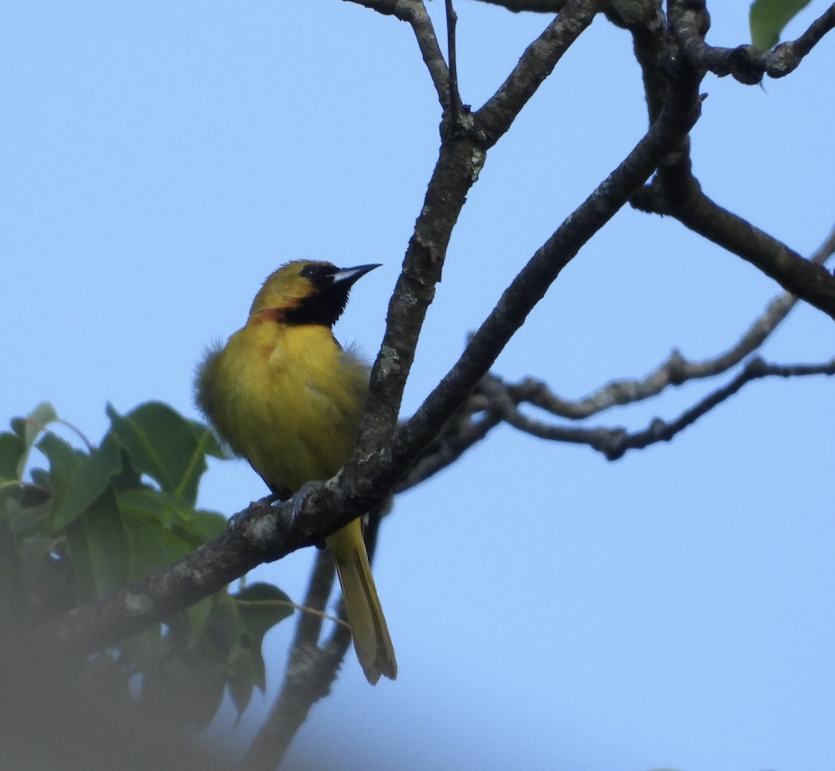 Orchard Oriole - ML620133921