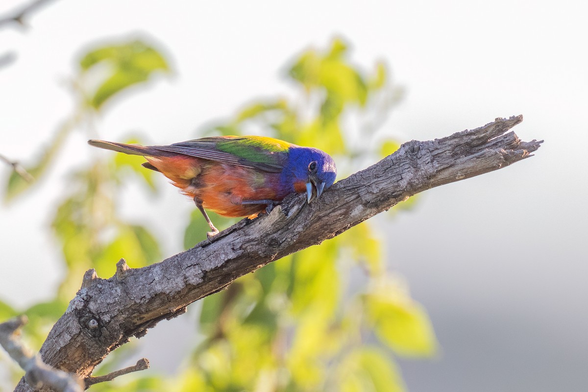 Painted Bunting - ML620133929