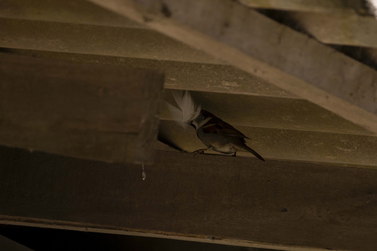 House Sparrow - ML620133937