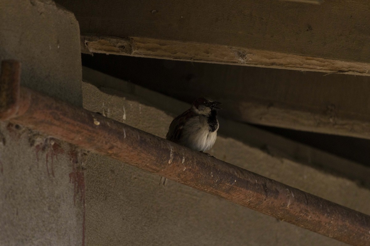 House Sparrow - ML620133938