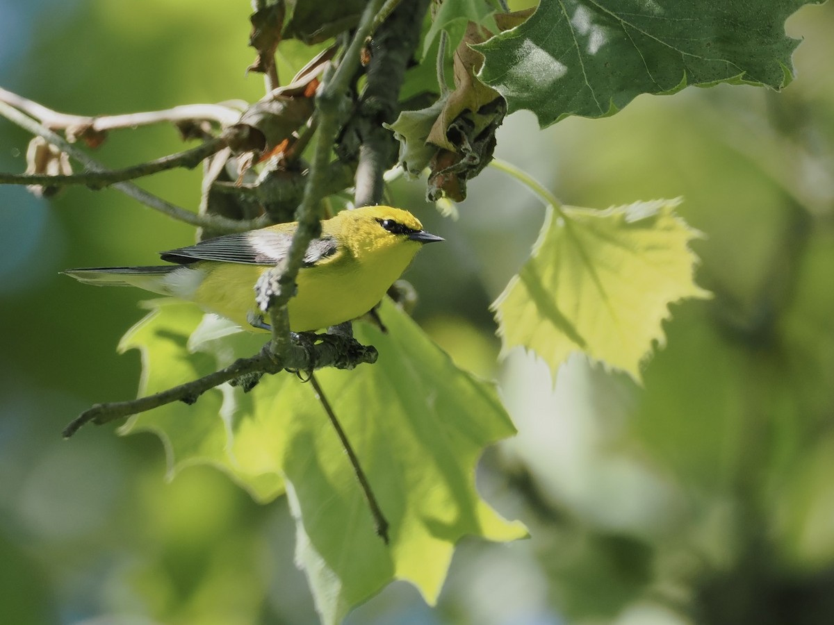 Blue-winged Warbler - ML620133945