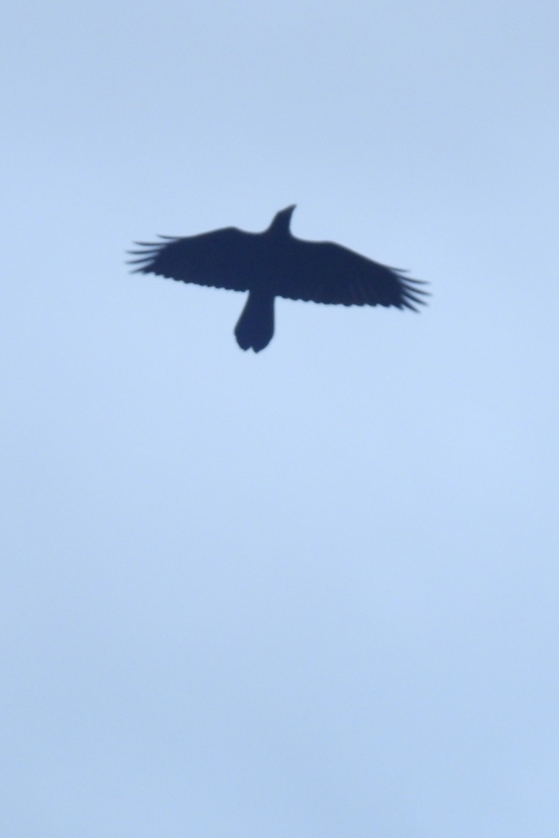 Common Raven - ML620133947