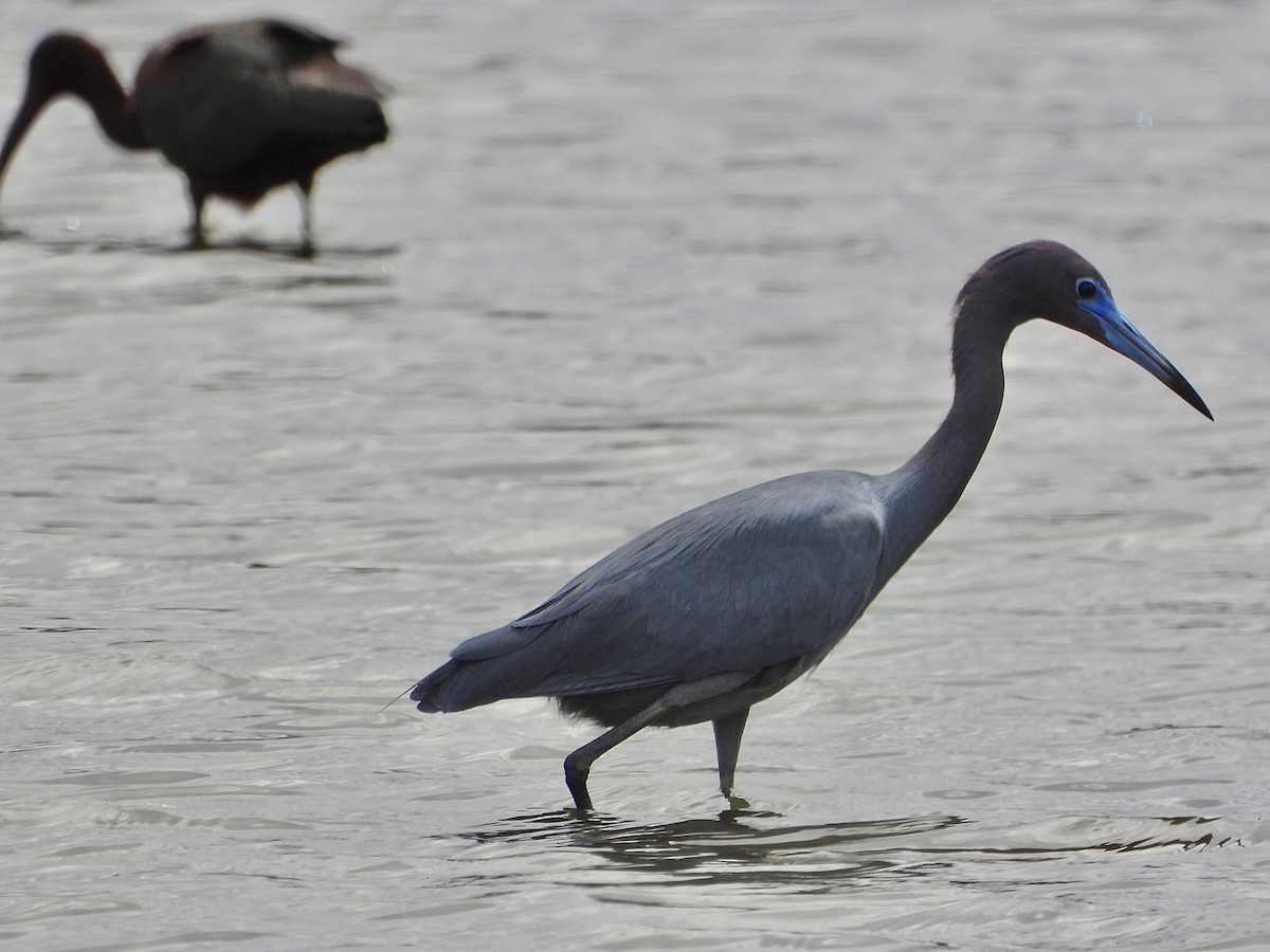 Aigrette bleue - ML620133951