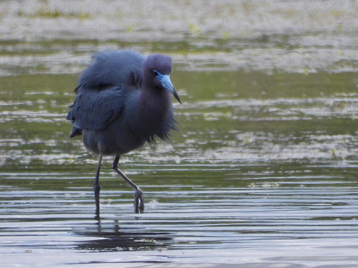 Aigrette bleue - ML620133961