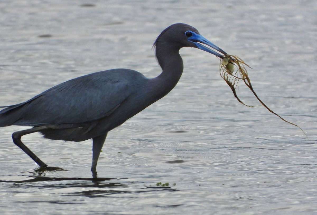 Little Blue Heron - ML620133962