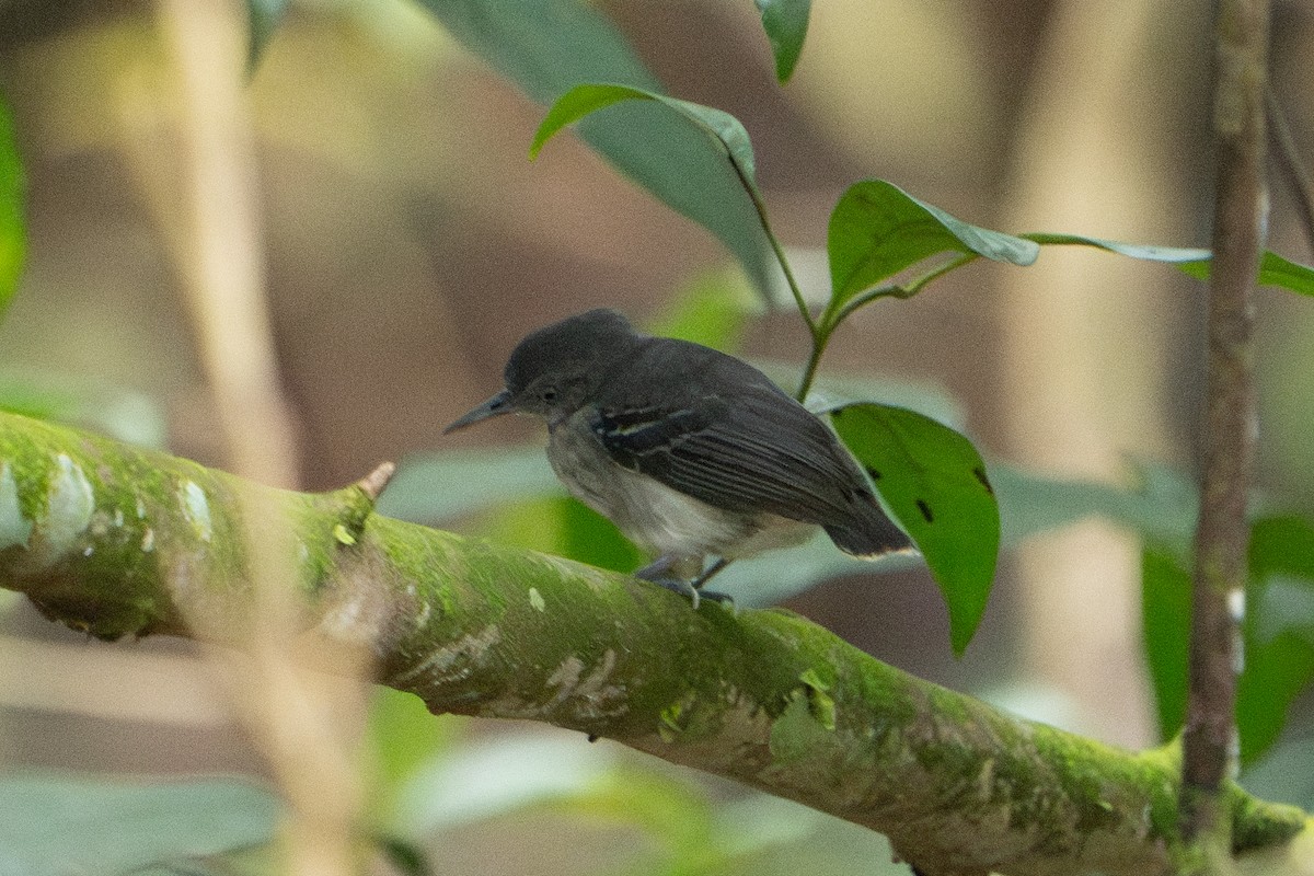 Black-chinned Antbird - ML620133969