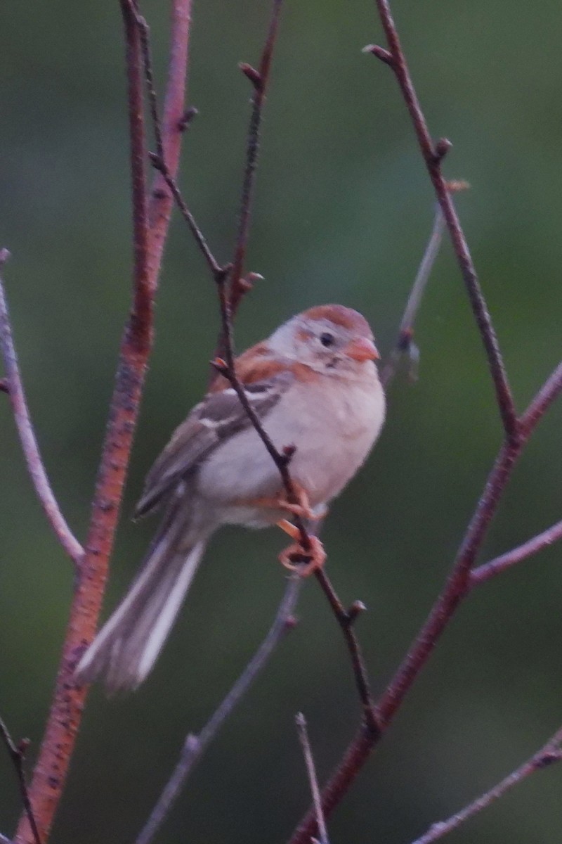 Field Sparrow - ML620133971