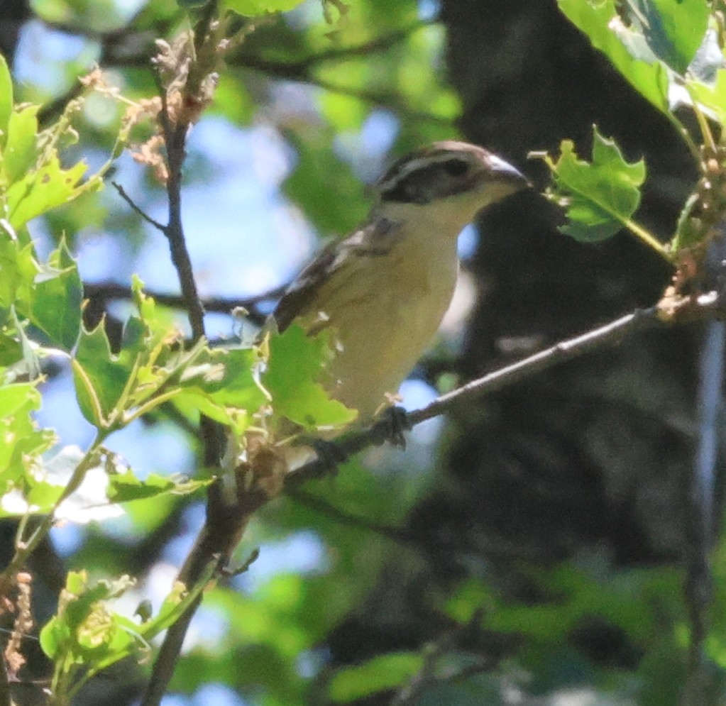 Black-headed Grosbeak - ML620133975