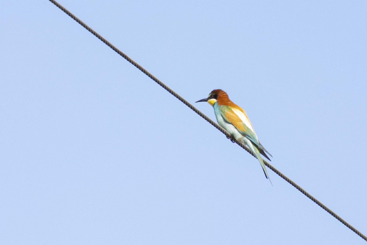 European Bee-eater - ML620133976