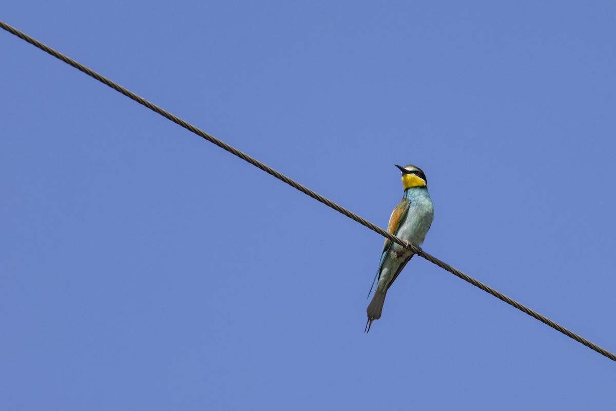 European Bee-eater - ML620133977