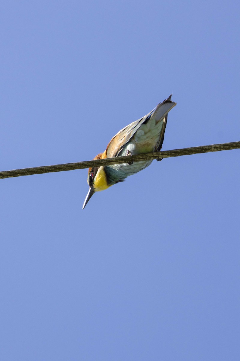 European Bee-eater - ML620133978