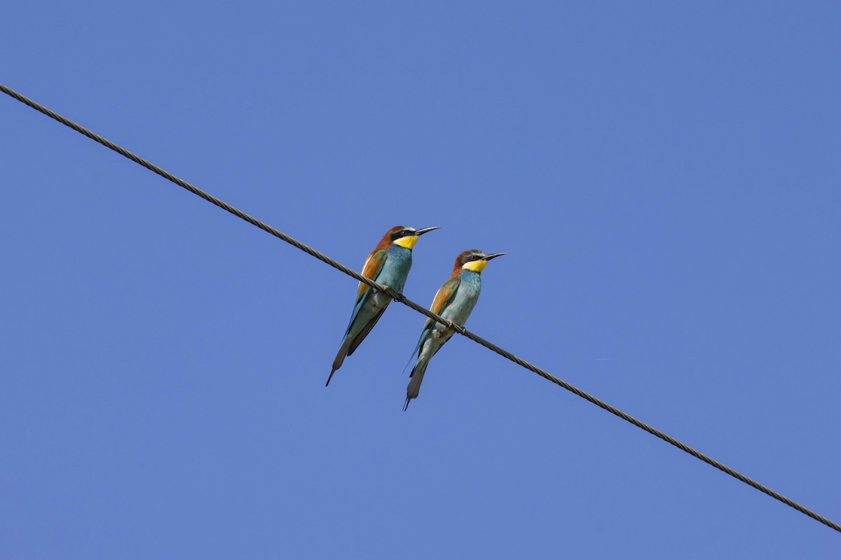 European Bee-eater - ML620133979