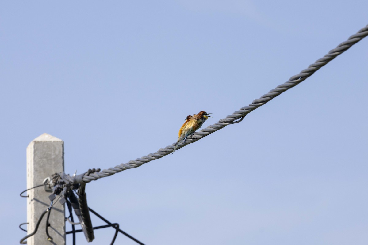 European Bee-eater - ML620133980