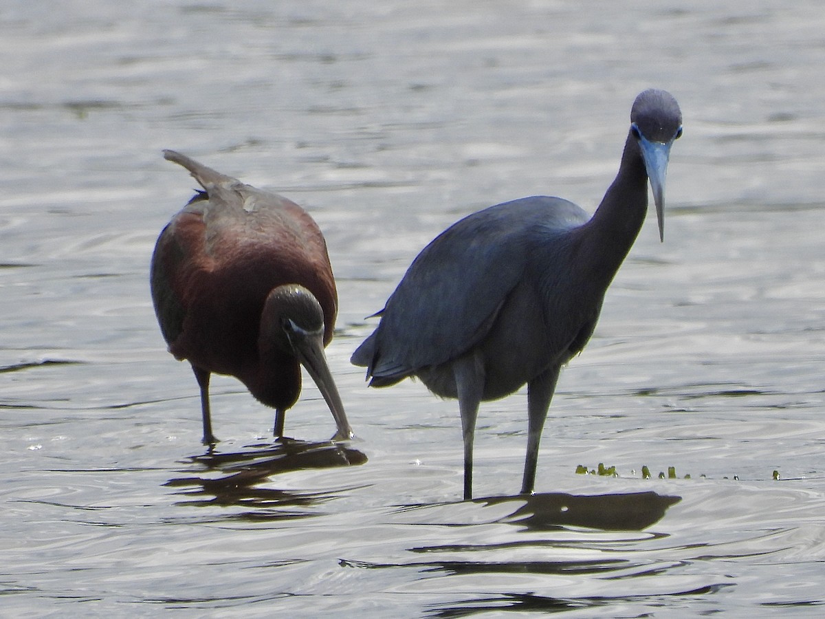 ibis hnědý - ML620133995