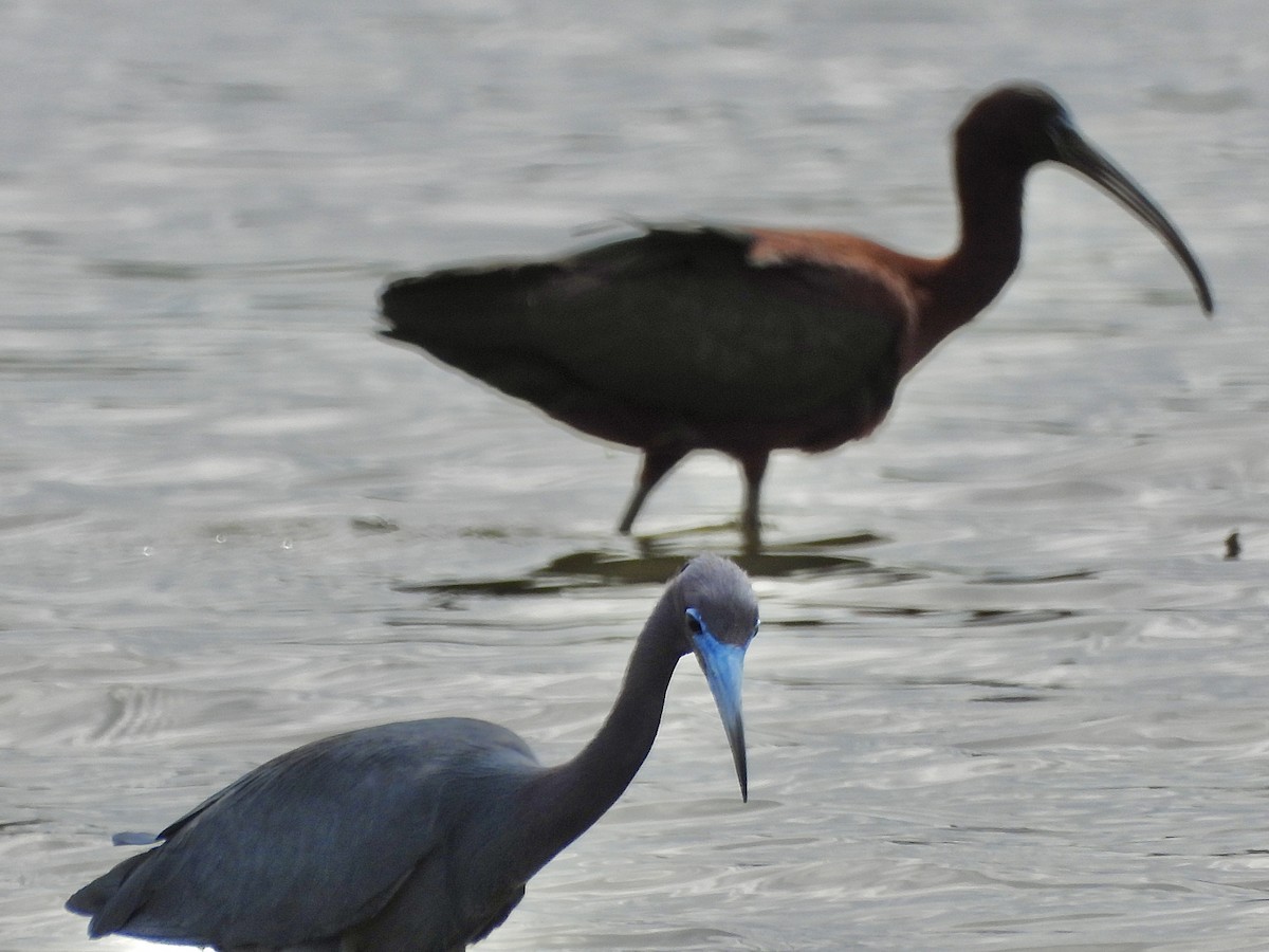ibis hnědý - ML620133997