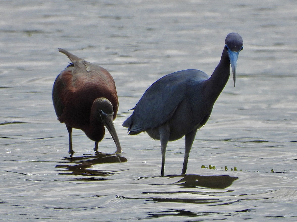 ibis hnědý - ML620133998