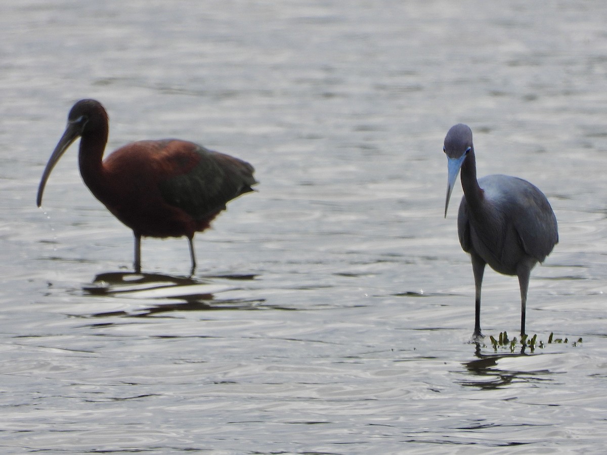 ibis hnědý - ML620133999