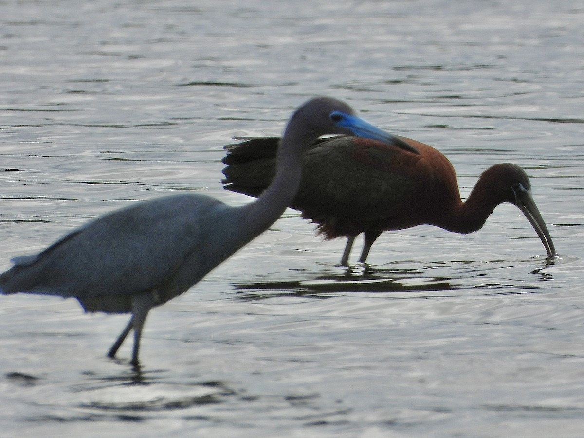 ibis hnědý - ML620134000