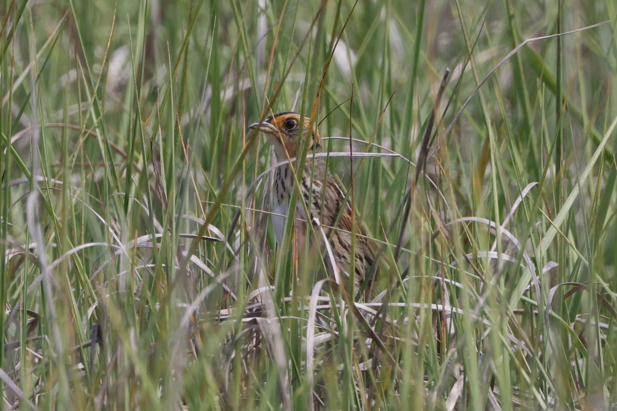 Saltmarsh Sparrow - ML620134002