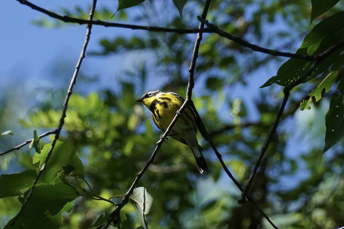 Magnolia Warbler - ML620134003