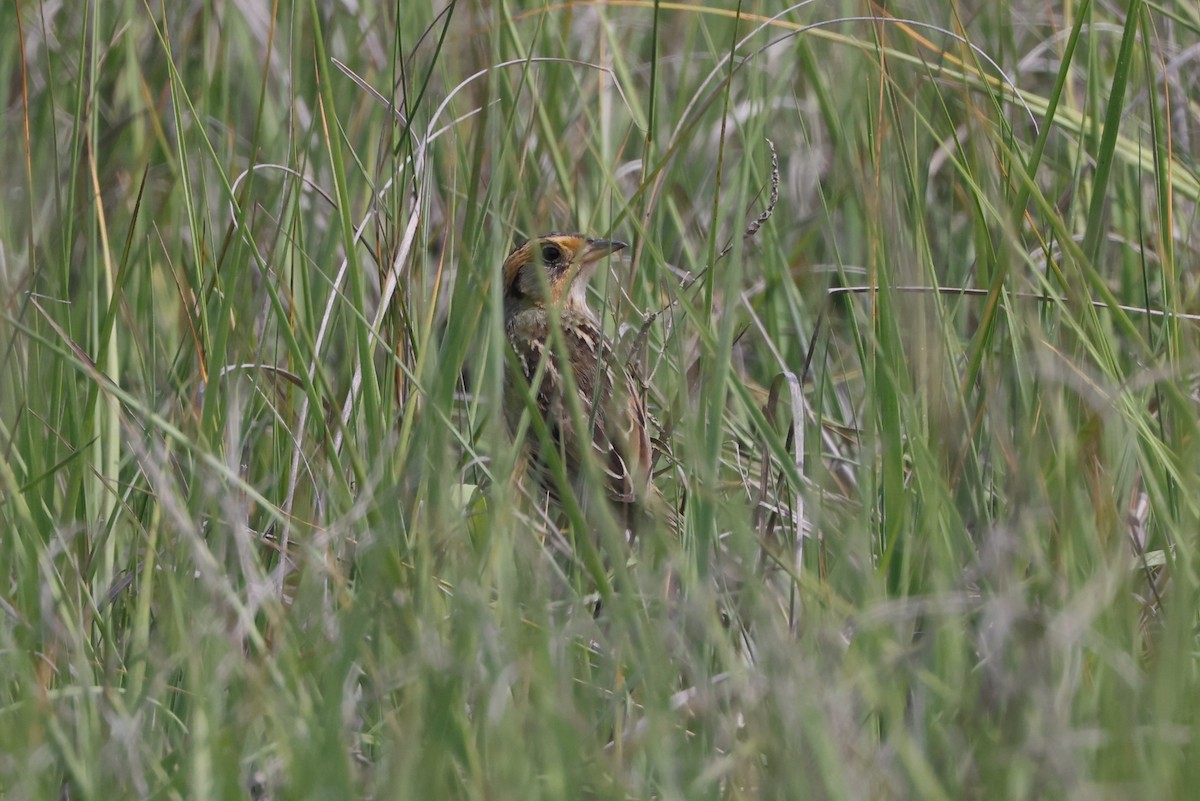 Saltmarsh Sparrow - ML620134005