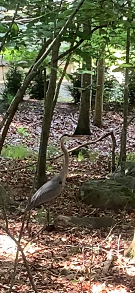 Great Blue Heron - ML620134006