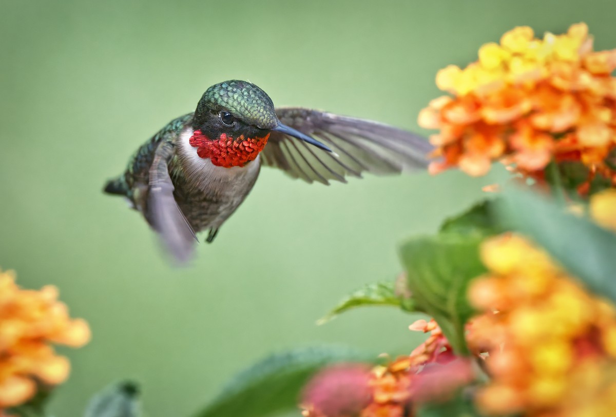 Ruby-throated Hummingbird - ML620134008