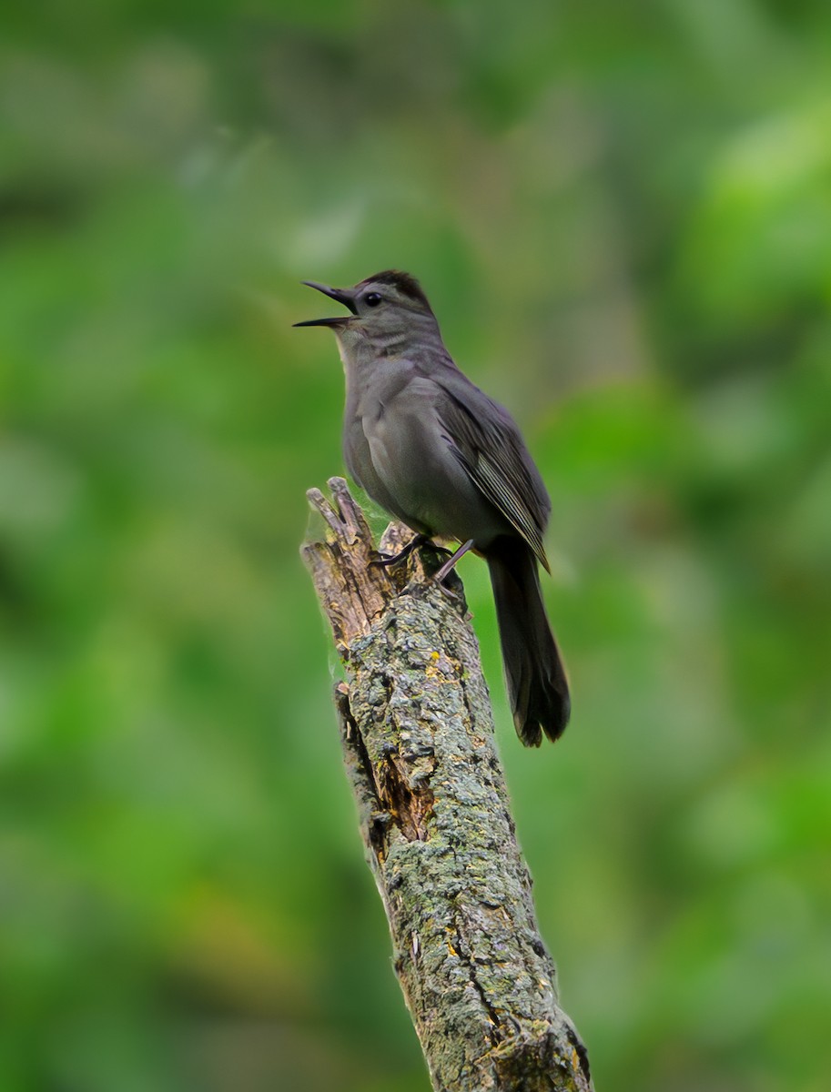 Gray Catbird - ML620134013