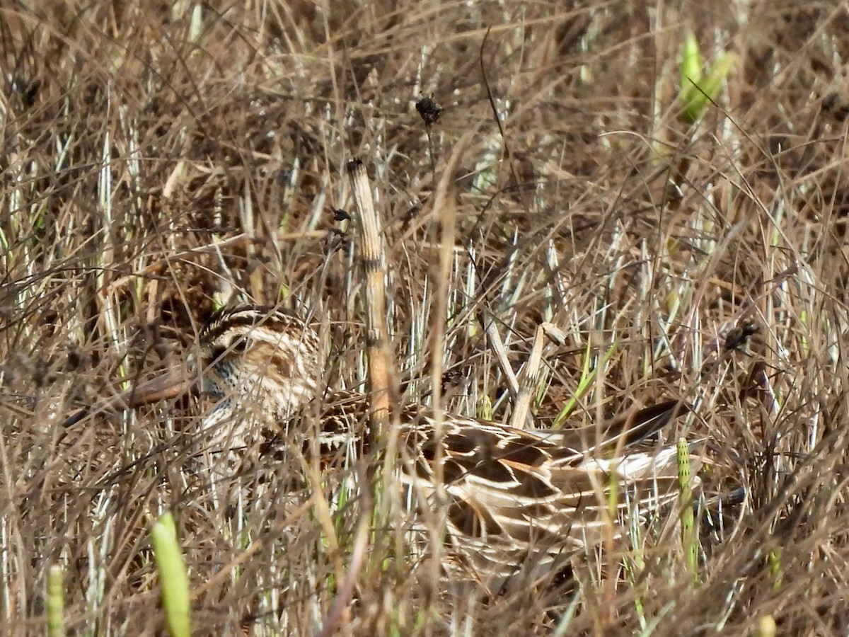 Sumpfläufer - ML620134017