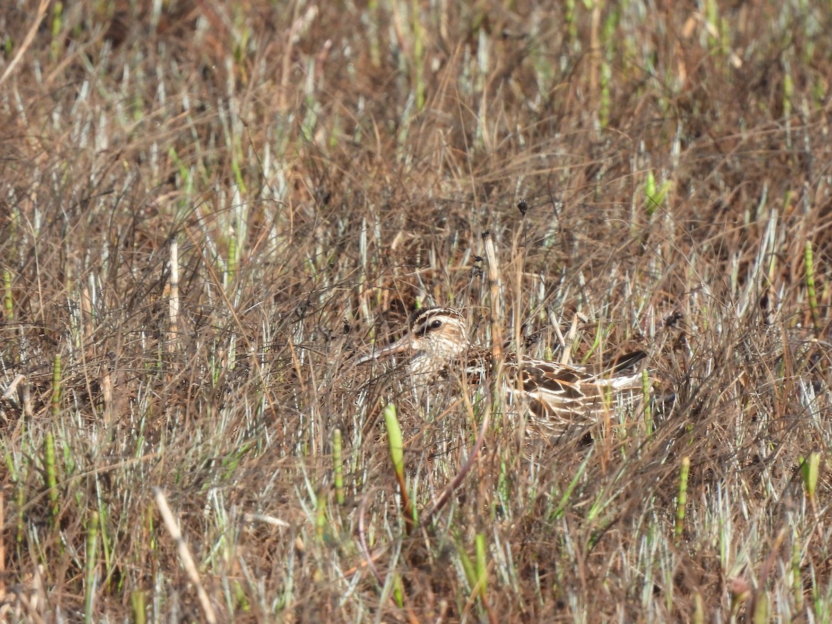 Bécasseau falcinelle - ML620134018