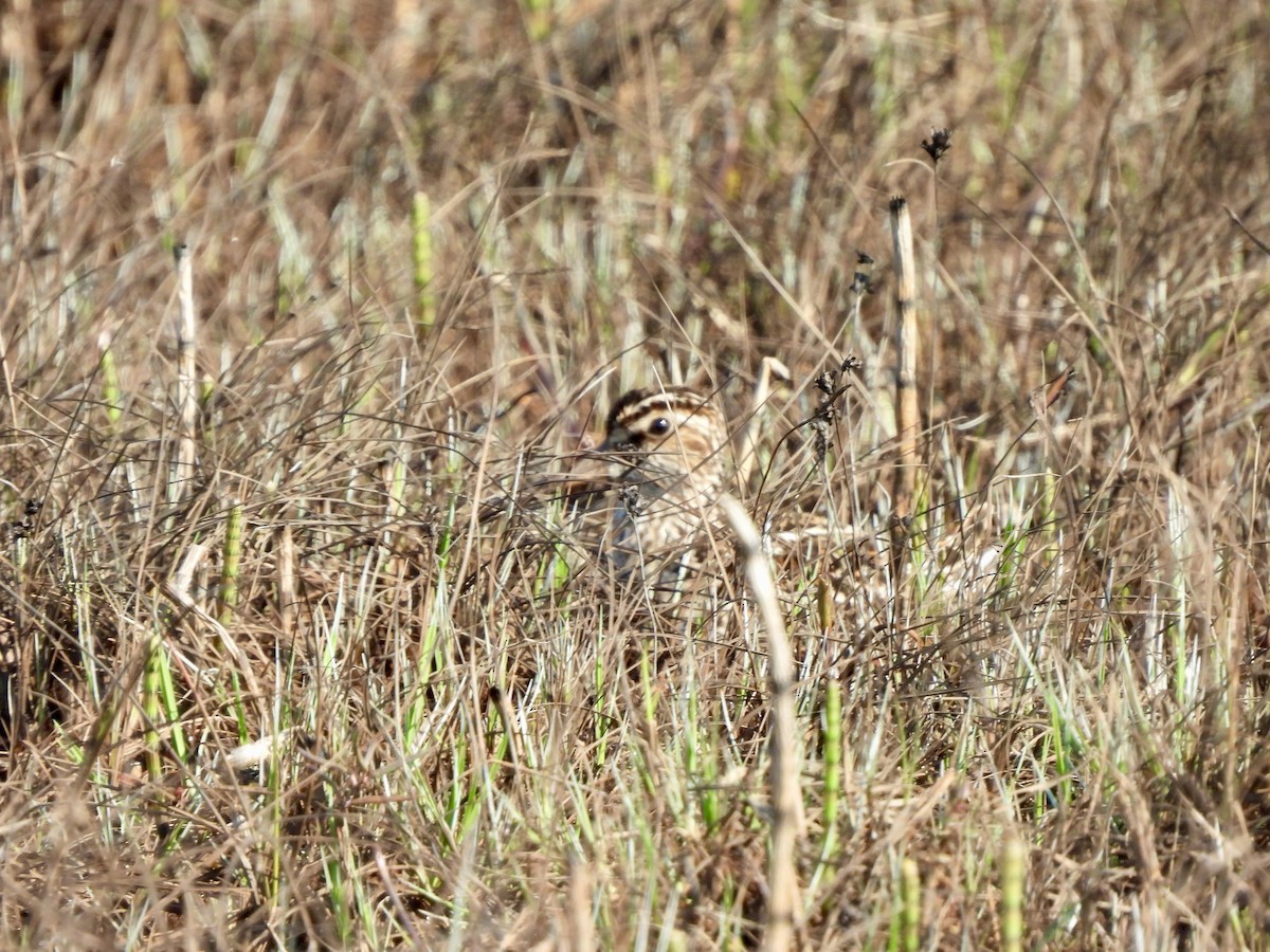 Bécasseau falcinelle - ML620134019