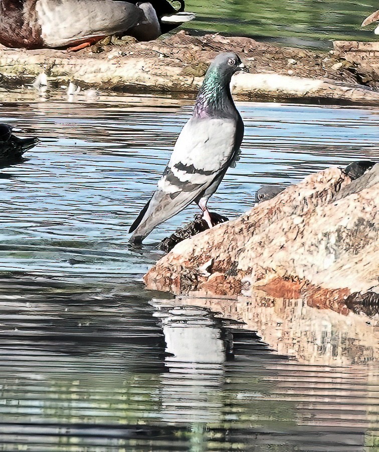 Rock Pigeon (Feral Pigeon) - ML620134024