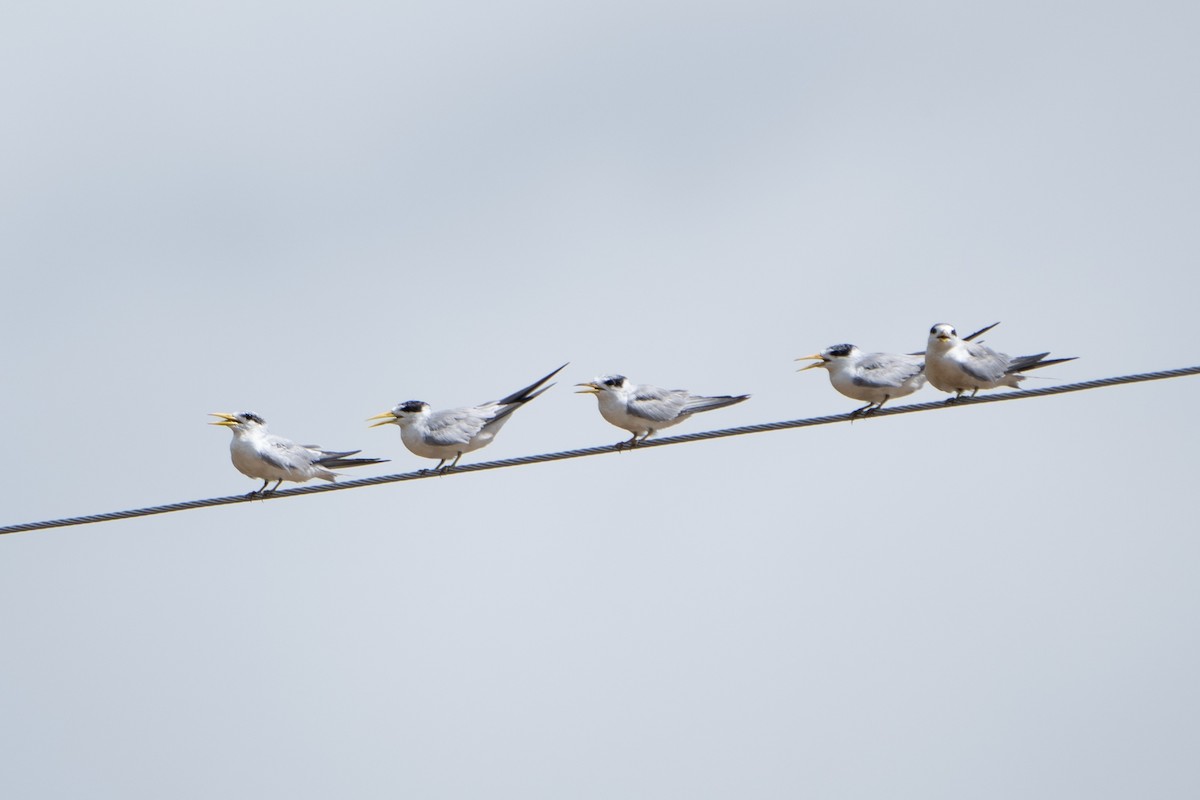 Yellow-billed Tern - ML620134026