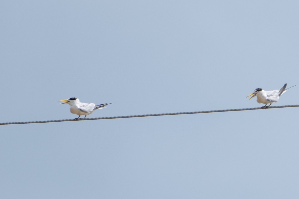 Yellow-billed Tern - ML620134027