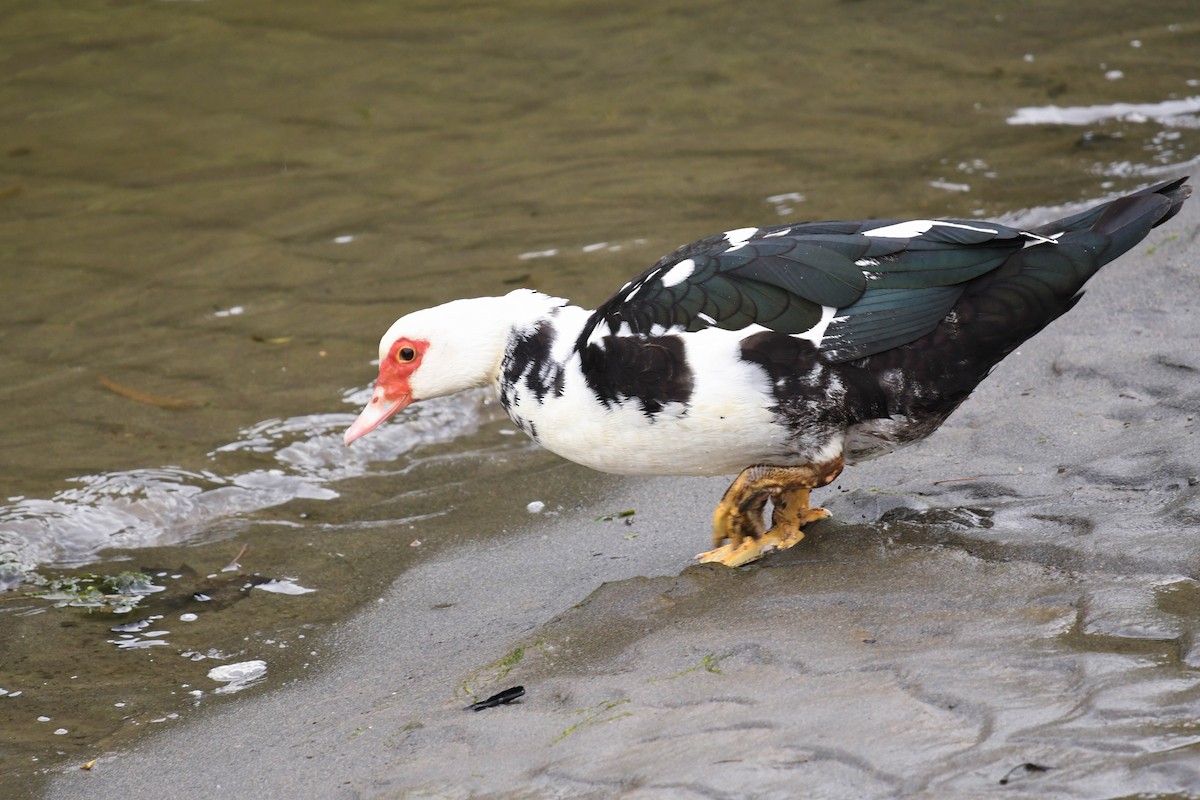 Muscovy Duck (Domestic type) - ML620134031