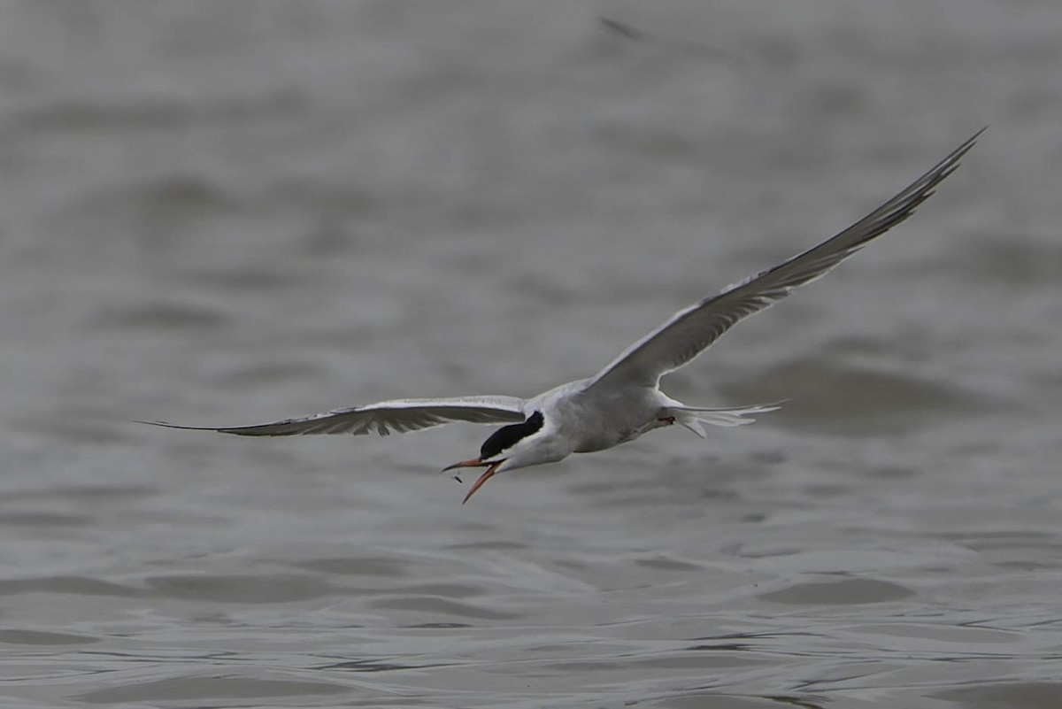 Common Tern - ML620134032