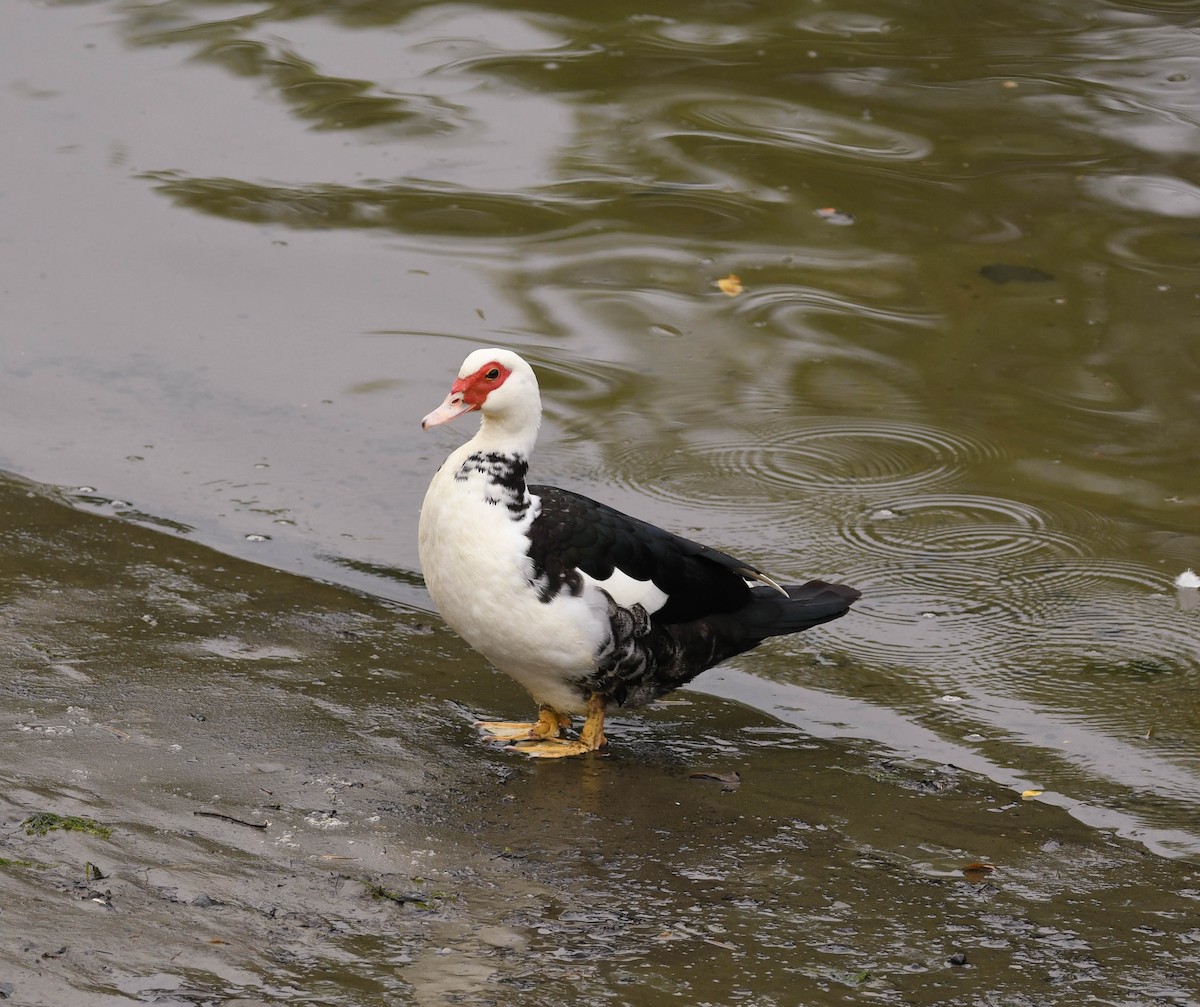 Muscovy Duck (Domestic type) - ML620134033