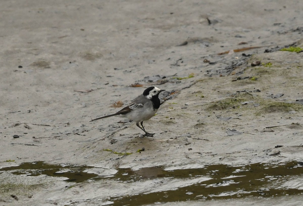 White Wagtail - ML620134041